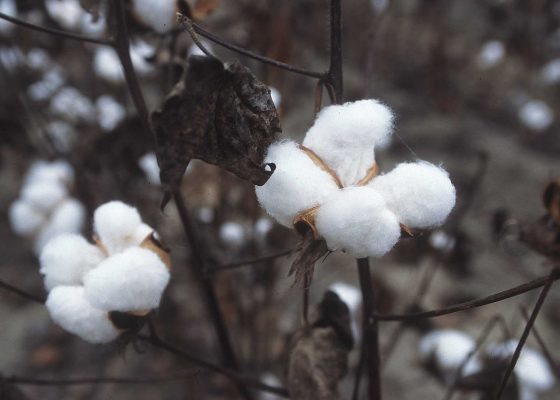 Bông cotton thế giới khăn cotton