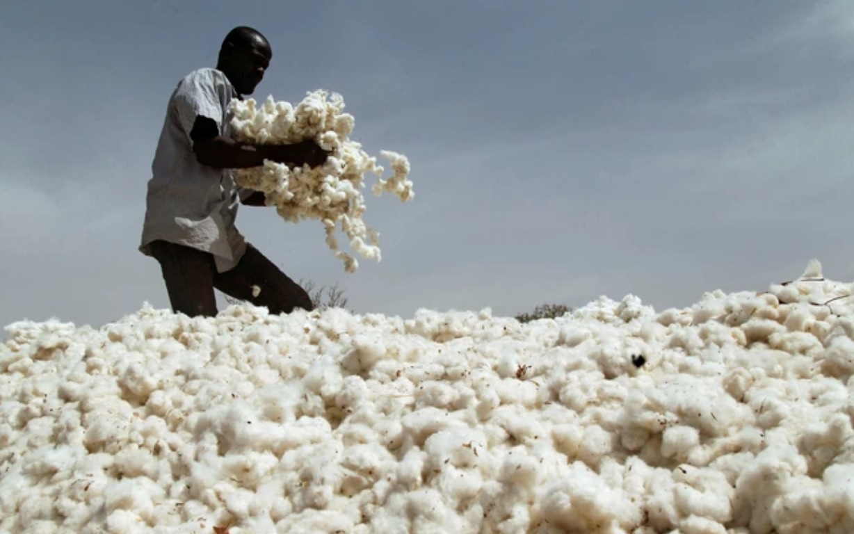 Bông cotton khăn Cotton tăng giá nguyên liệu khăn bông Cotton