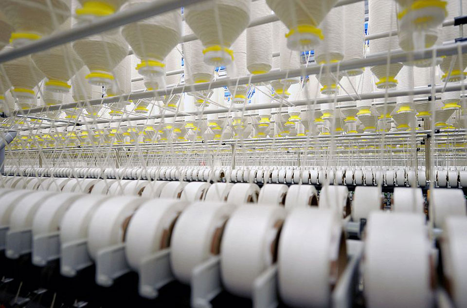sản xuất sợi Cotton cọc